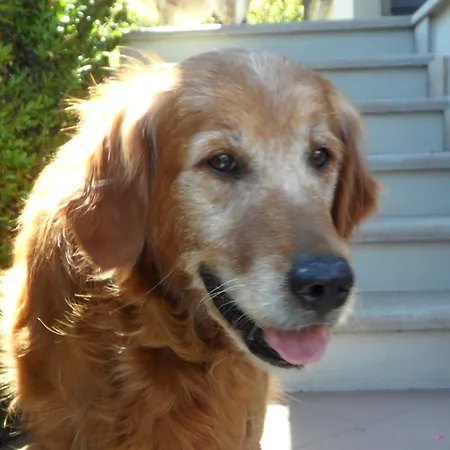 Chalet Διαμέρισμα *